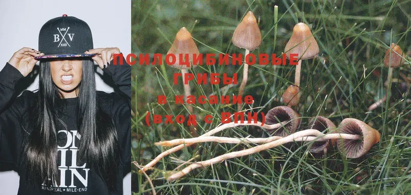 Галлюциногенные грибы Psilocybe  Льгов 